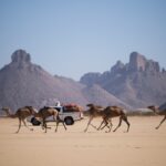 caravane dromadaires des touaregs avec 4x4 dans sahara algérie