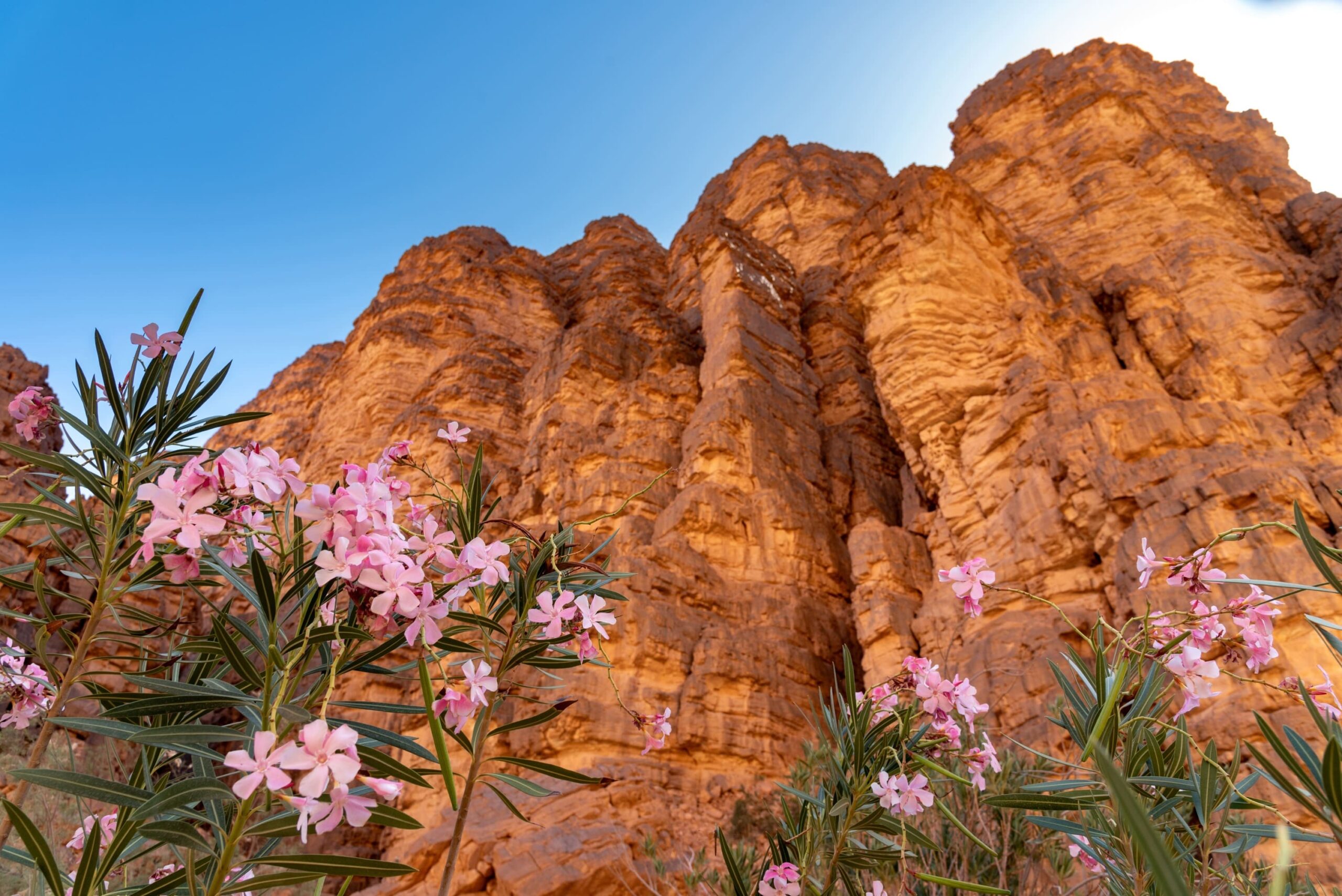 Canyon d'Essendilène avec lauriers roses, paysage saharien Algérie