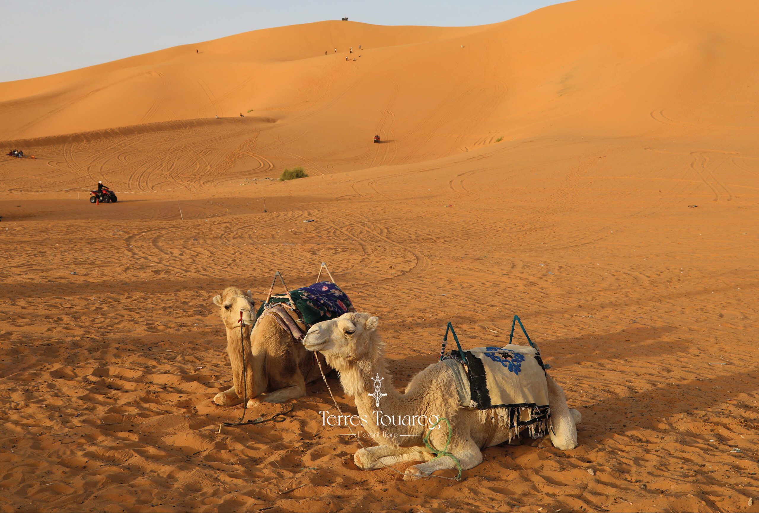 Dromadaires sahara algérien